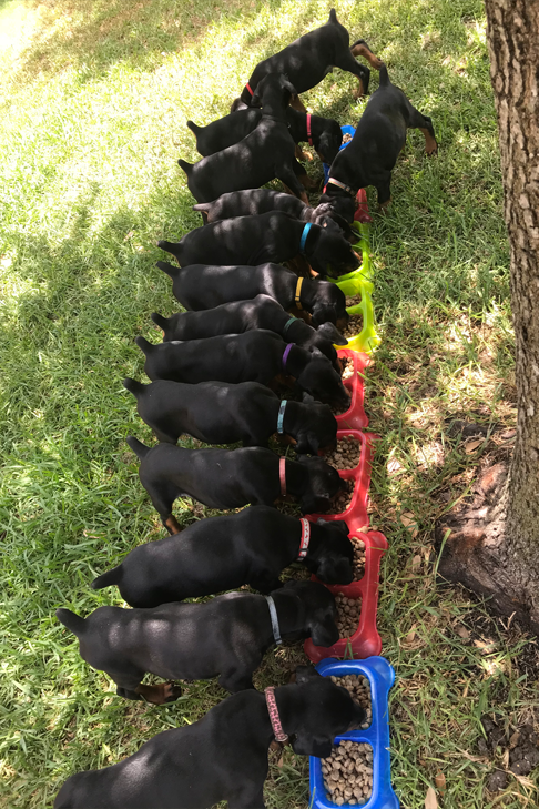 doberman puppy – isabella romero