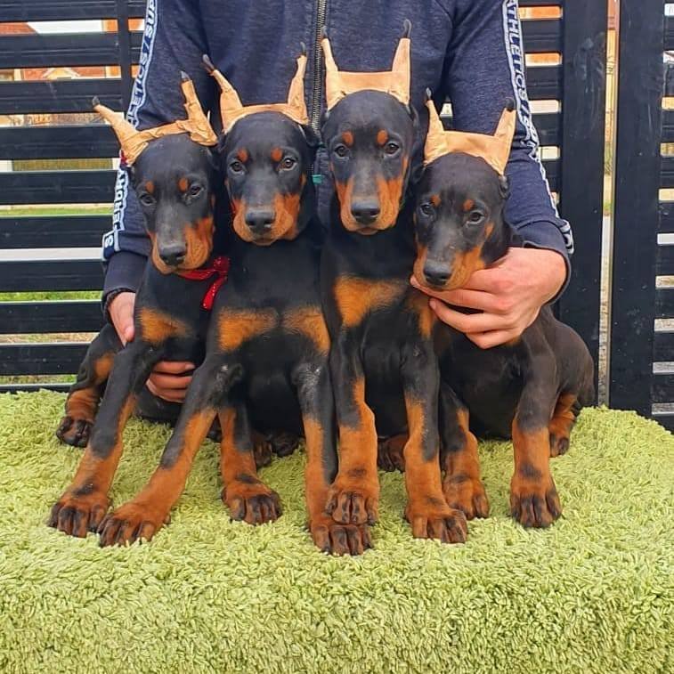 409157878 122100521582221034 4982838062386374981 n 1 1.jpg